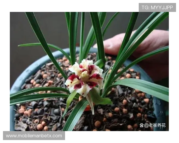 万博 manbetx 中国 官方网站最新登录入口及安全指南推荐