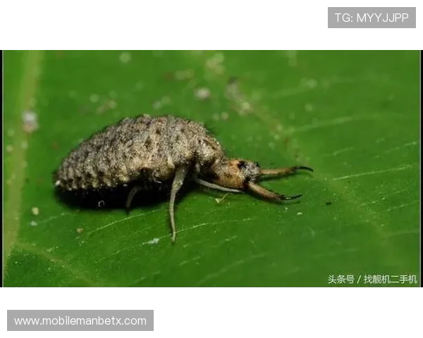 万博手机版max网页版官方网站的用户评价与口碑分析,真实玩家体验分享与建议参考 万博手机版max网页版官方网站的用户评价与口碑分析,真实玩家体验分享与建议参考